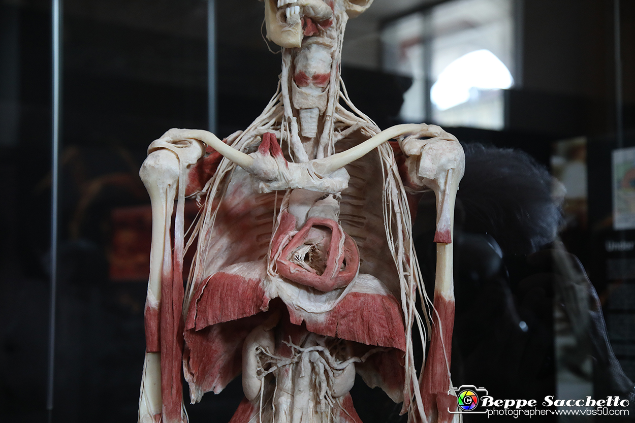 VBS_2877 - Mostra Body Worlds.jpg